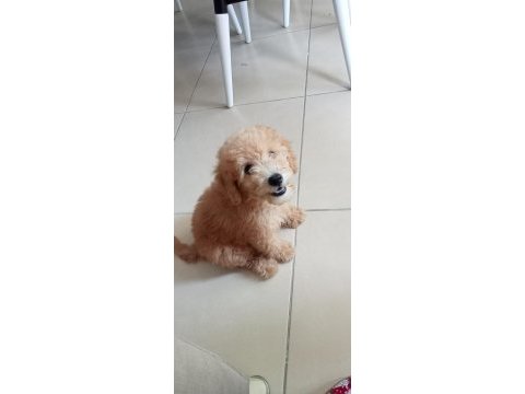 Yavru toy poodle