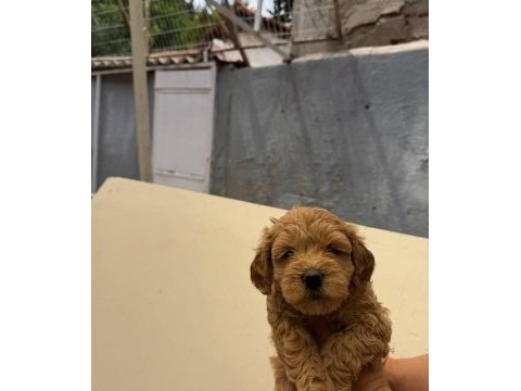 Maltipoo yavrularımız