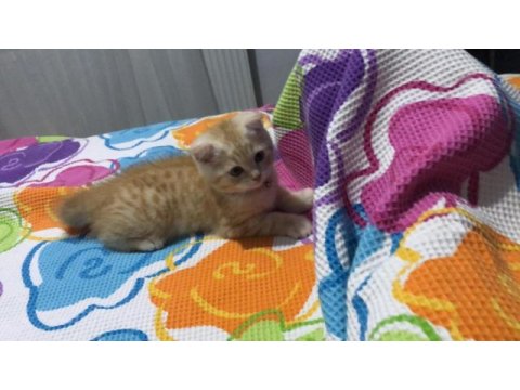 Her şeyi tam uygun fiyata verilecek scottish fold