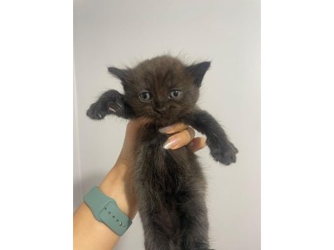 Sahiplendirme british shorthair