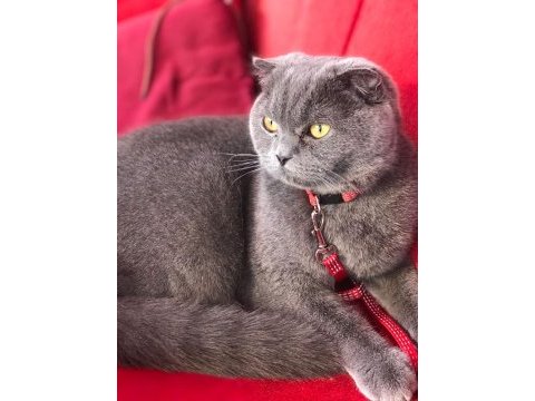 Çok uysal oyuncu scottish fold