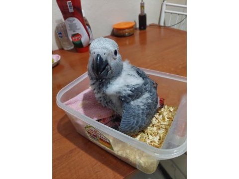 El besleme jako papağanı