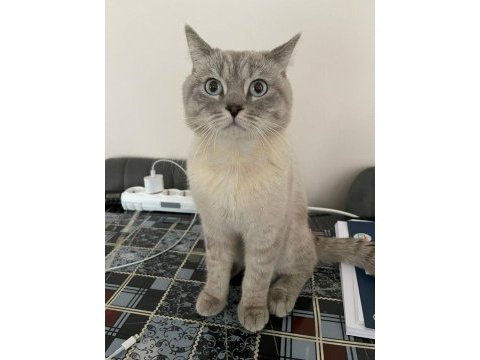 British shorthair kedime yuva arıyorum