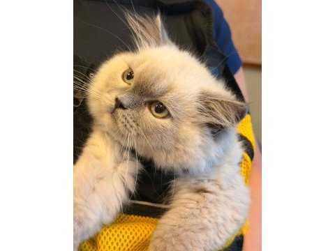 Duman 6 aylık erkek scottish fold