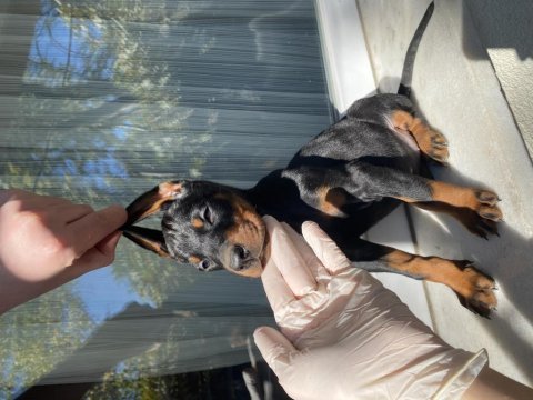 Sağlık ırk garantili doberman yavrularım