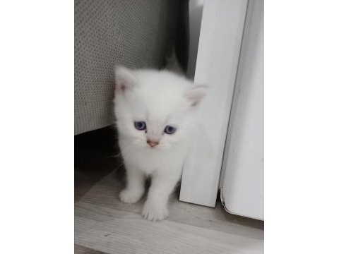40 günlük british shorthair kediler