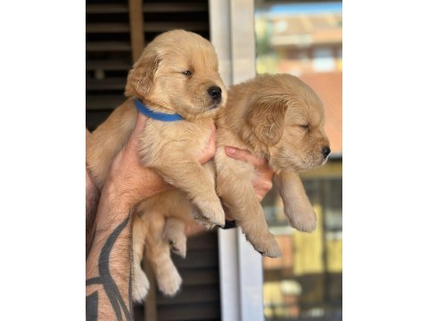 Piyasadan değil ev ortamından golden retriever yavrular