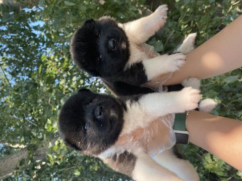 Amerikan akita yavrular