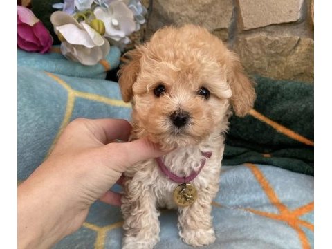 Maltipoo yavrularımız aşılı