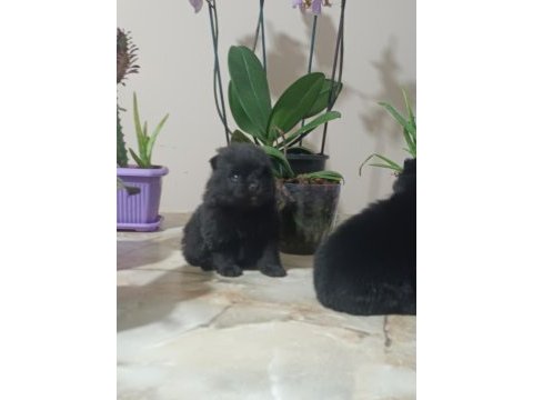 Pomeranian boo köpeğimiz