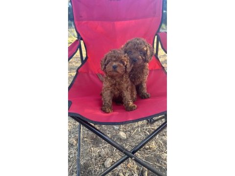 Oyuncak ayıcık red brown toy poodle bebekler