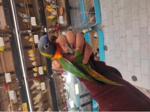 El besleme rainbow lori papağanlarımız