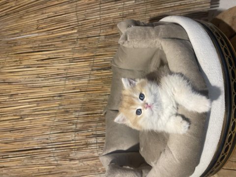 Anne baba şecereli ny12 renk kodlu safkan british shorthair