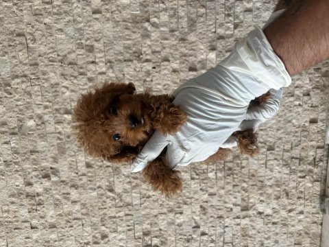 Sevecen toy poodle yavruları yeni ailelerini arıyor