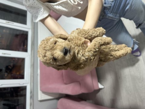2 aylık toy poodle yavruları