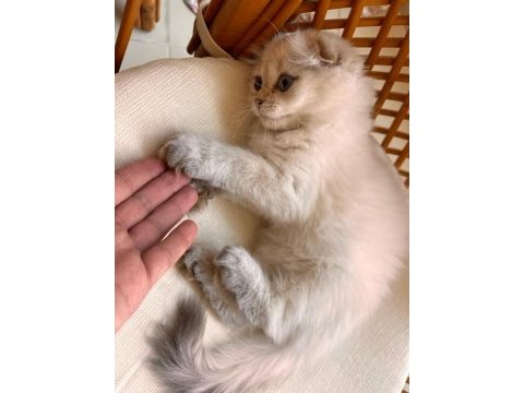 Scottish fold ve british longhair kedisi