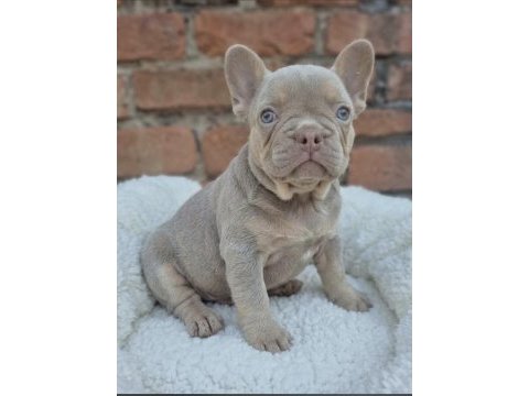 Prens ve prenses french bulldog köpekler