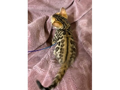 Bengal kedisi yavruları