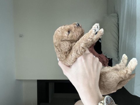 17.05.2025 doğumlu birbirinden güzel poodle yavruları
