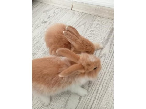 Hollanda lop tavşanı 7 haftalık
