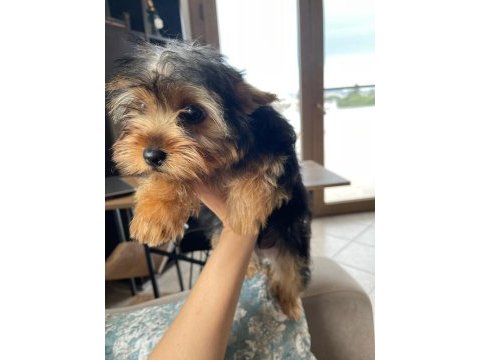 Safkan kız bebek yorkshire terrier