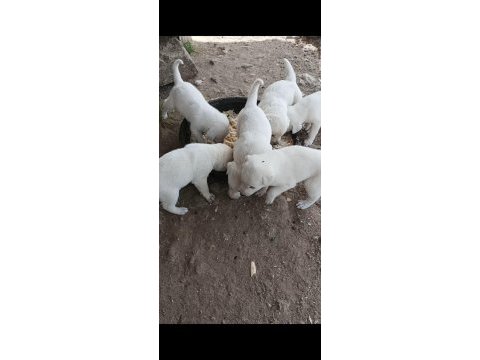 Akbaş yavrular sahiplendirilecektir