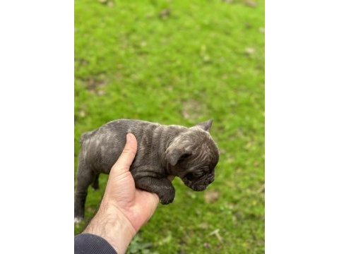 Yeni french bulldog yavrular