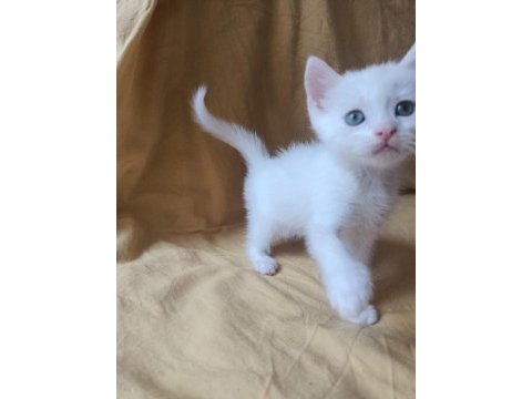 Beyaz british shorthair yavrular