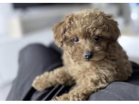 Toy poodle cins yavru