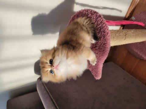 Safkan golden british longhair yavrularım