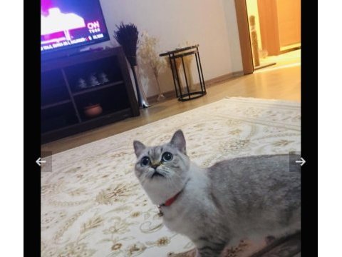 Ücretsiz silver golden point british shorthair