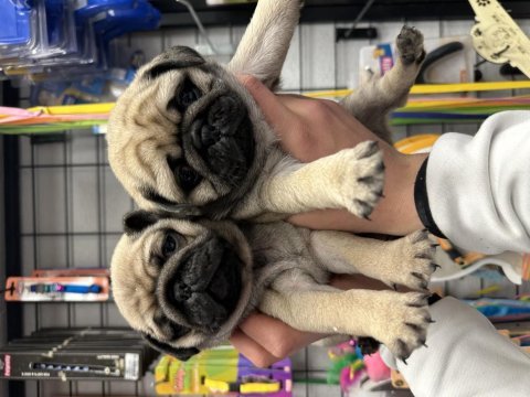 Safkan pug mops yavrular