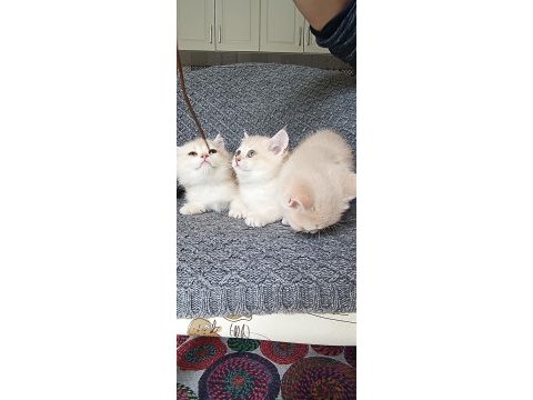 British shorthair golden cy11 cy12 yavru kediler