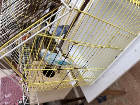 Elimde yavrulu yumurtalı muhabbet kuşu tanımları mevcuttur