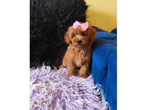 Dişi toy poodle bebeğimiz