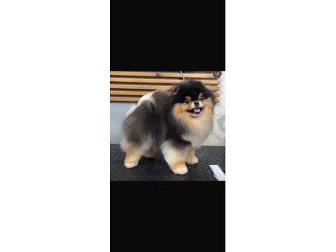 Muhteşem tüy yapısına sahip ok nadir bulunan pomeranian
