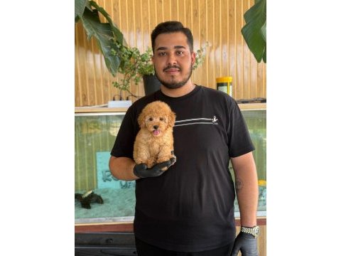 Maltipoo yavru köpekler