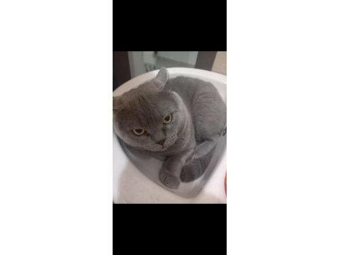 British shorthair