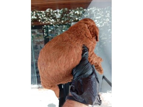 Irk ve sağlık garanti red brown poodle yavrularım