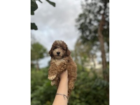 Toy poodle bebekler