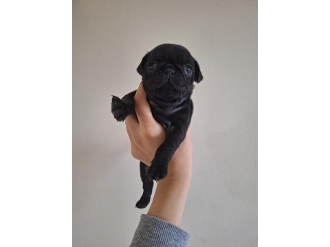 Pug köpeği yavrularımız