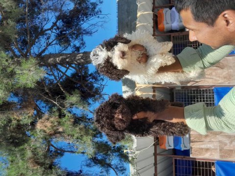 Lagotto yavrularımız biri birinden güzal maşallah