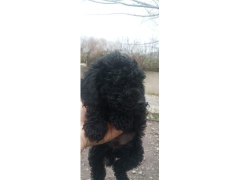 Toy poodle köpeği