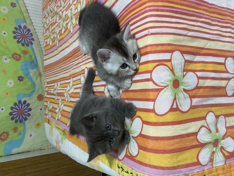 British shorthair yavrular 2 erkek bir dişi