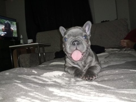 Egzotic blue french bulldog daha iyi anatomi yok