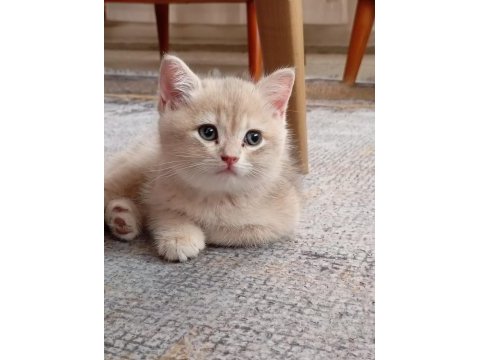 A kalite british shorthair yavrular