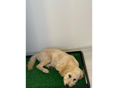 Latte 81 ile gönderim mevcut köpeğimiz