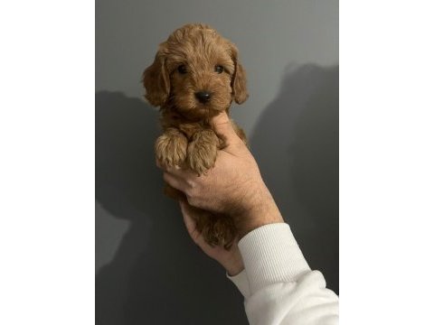 2 red 1 apricot son 3 yavru poodle