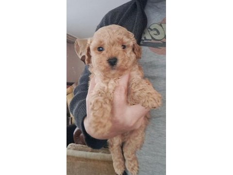 Mükemmel toy poodle yavrular