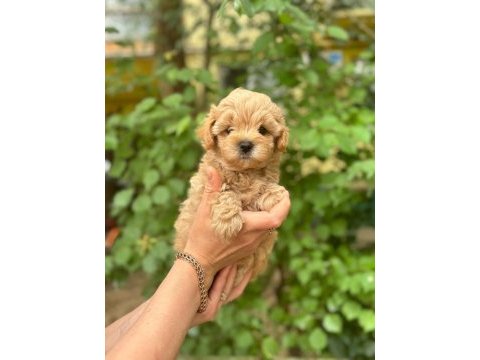 Irkının harikası maltipoo yavrularım